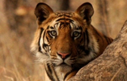 Bandhavgarh Cost