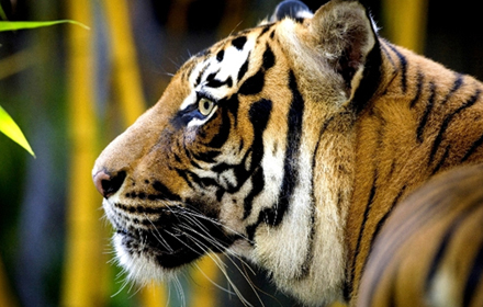 Bandhavgarh Jeep Safari