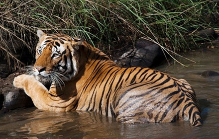 Bandhavgarh National Park Safari