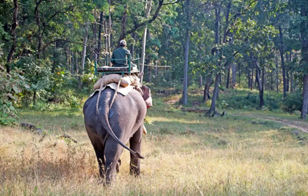 Bandhavgarh National Park Safari