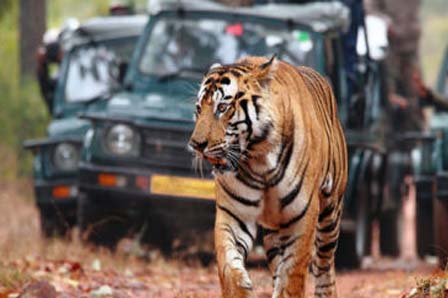 Economical Tour Packages Bandhavgarh National Park