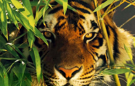 Jungle Safari
