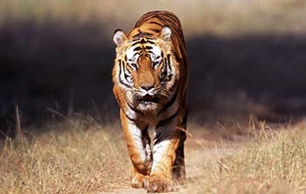 Tiger Reserve Booking