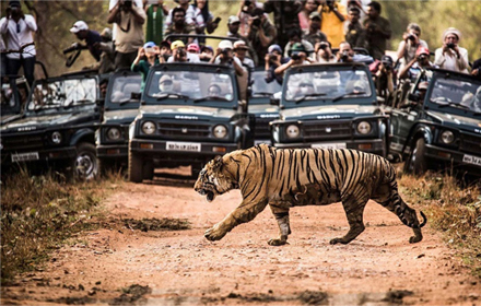 Tiger Safari Booking