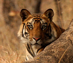 Tiger_Safari_Kanha Tiger_Safari_Kanha