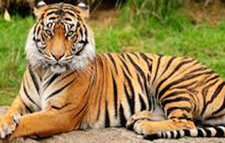Where is bandhavgarh national park