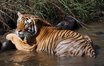 Wildlife Safari India