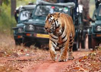 hotels booking and taxi services for kanha national park hotels booking and taxi services for kanha national park