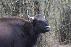 Gaur Kanha Kisli