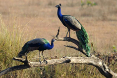 KANHA NATIONAL PARK