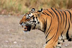 Jeet Ticket for Kanha