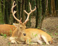 Kanha Kisli Barasinha