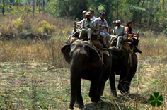 Kanha Kisli Elephant Safari