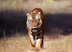 Tiger Kanha National Park